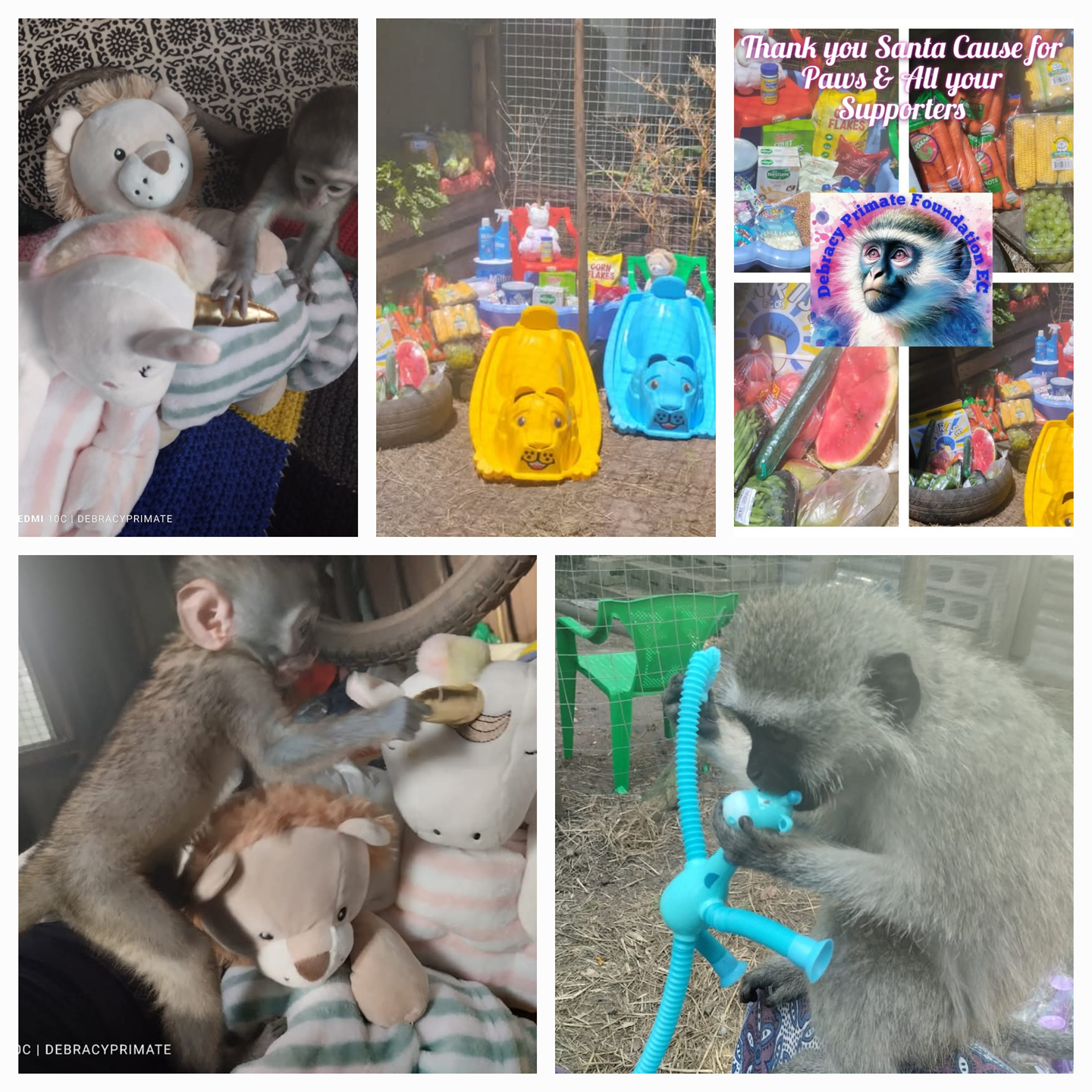 Debracy Primate Foundation EC